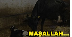 Üçüz buzağılar görenleri hayrete düşürüyor