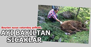 BAYILAN AYI BURSA'YA GÖNDERİLDİ