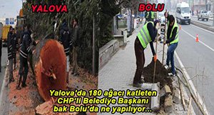 BOLU AĞAÇ CENNETİ OLACAK