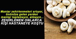 BOLU'DA MANTAR ZEHİRLENMELERİ ARTIYOR