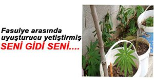 BOLU'DA UYUŞTURUCU OPERASYONU!