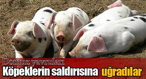 DOMUZ YAVRULARI KÖPEK SALDIRISINDAN KURTARILDI!