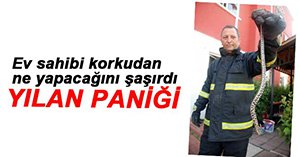 GEREDE'DE 1,5 METRELİK YILAN PANİĞİ!