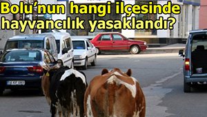 GEREDE'DE HAYVANCILIK YASAKLANDI!