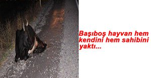 HAYVANI BOŞ BIRAKIRSAN...