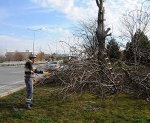 KOMŞUSUNUN AĞAÇLARINA ASİT DÖKTÜ!