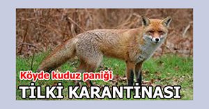 KUDUZ TİLKİ KÖYÜ AYAĞA KALDIRDI