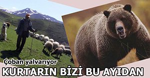 KURTARIN BİZİ BU AYIDAN