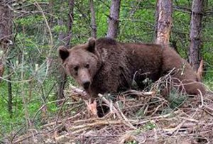 MANTAR TOPLAYANLARA AYI UYARISI!