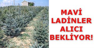 MAVİ LADİNLERE YOĞUN TALEP!