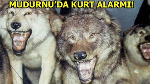 MUDURNU'DA KURT ALARMI!