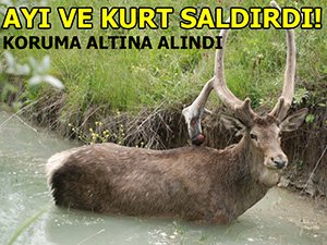 SALDIRIYA UĞRAYAN GEYİK KORUMA ALTINA ALINDI!