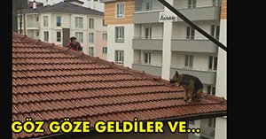 YARAMAZ KÖPEK!