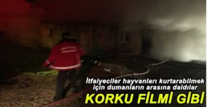 4 BÜYÜKBAŞ HAYVAN TELEF OLDU