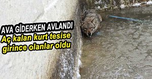 AÇ KALAN KURT TESİSE GİRDİ