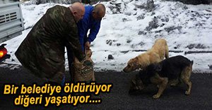 BOLU BELEDİYESİ'NDEN KÖPEKLERE YARDIM ELİ