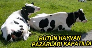 BOLU'DA ŞAP HASTALIĞI PANİĞİ