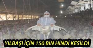 BOLU’DA YILBAŞI İÇİN 150 BİN HİNDİ KESİLDİ