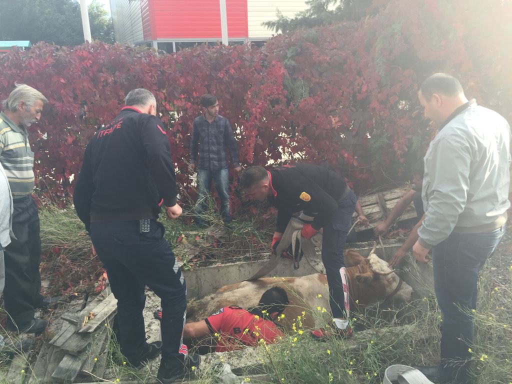 SU KUYUSUNA DÜŞEN İNEĞİ İTFAİYECİLER KURTARDI