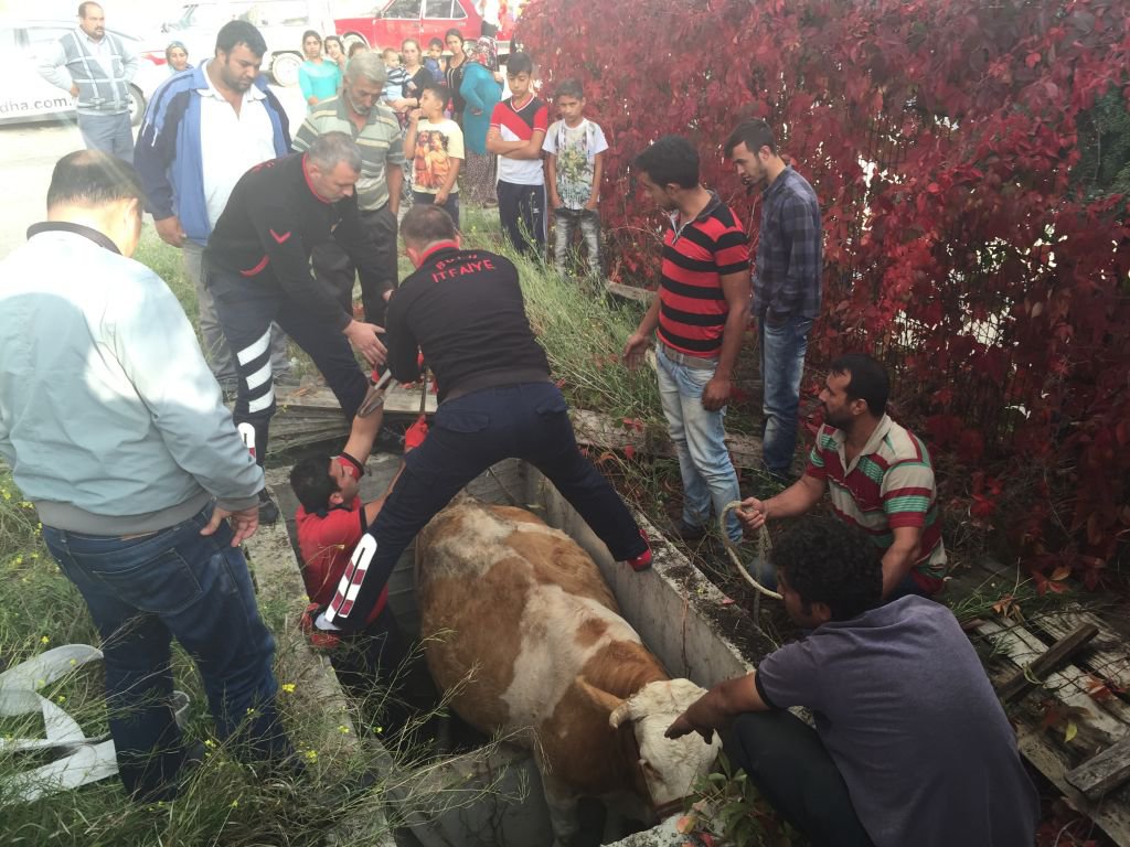 SU KUYUSUNA DÜŞEN İNEĞİ İTFAİYECİLER KURTARDI