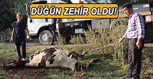 ELEKTRİK TELLERİ KOPTU, 4 İNEK TELEF OLDU