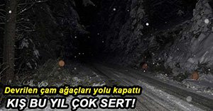 GÖLCÜK YOLUNDA ÇAM AĞAÇLARI DEVRİLDİ...