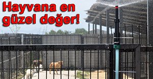 HAYVANLAR İÇİN FISKİYE!