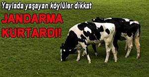 HIRSIZLAR YAYLALARA DADANDI!