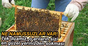 HIRSIZLAR YİNE ARILARI ÇALDILAR