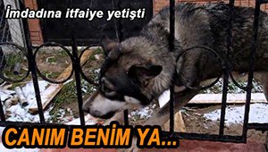 İTFAİYE SIKIŞAN KÖPEĞİ KURTARDI...