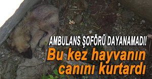 KÖPEK İÇİN SEFERBER OLDULAR!