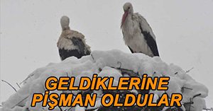 LEYLEKLER GELDİKLERİNE BİN PİŞMAN OLDULAR