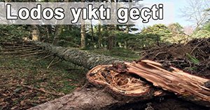 LODOS YÜZLERCE AĞACI KÖKÜNDEN SÖKTÜ!