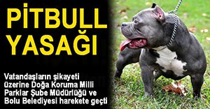 PİTBULL SAHİPLERİNE CEZA YOLDA!