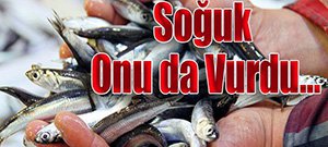 SOĞUK HAVA HAMSİ TEZGAHLARINI DA VURDU