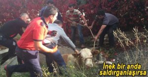 SU KUYUSUNA DÜŞEN İNEĞİ İTFAİYECİLER KURTARDI