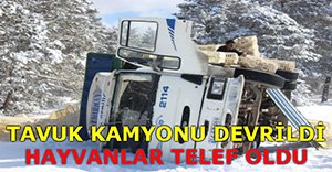 TAVUK TAŞIYAN KAMYON DEVRİLDİ!