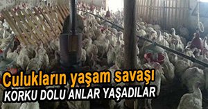 TELEF OLMAKTAN SON ANDA KURTULDULAR!...