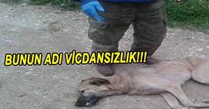 VİCDANSIZLIĞIN BÖYLESİ GÖRÜLMEDİ...