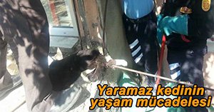 YARALI KEDİNİN İMDADINA YETİŞTİLER...