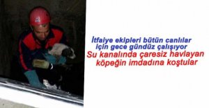 YAVRU KÖPEĞE CAN VERDİLER