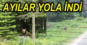 AÇ KALAN AYILAR YOLA İNDİ