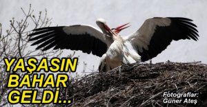 BAHARIN MÜJDECİLERİ GELDİ...