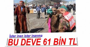 BİR DEVEYE 61 BİN TL....