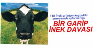 KAYIP 119 İNEK MAHKEMELİK OLDU