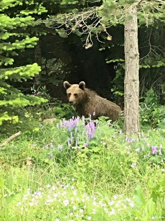 AÇ KALAN AYILAR YOLA İNDİ