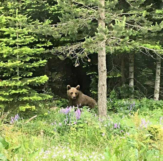 AÇ KALAN AYILAR YOLA İNDİ