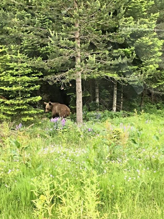 AÇ KALAN AYILAR YOLA İNDİ