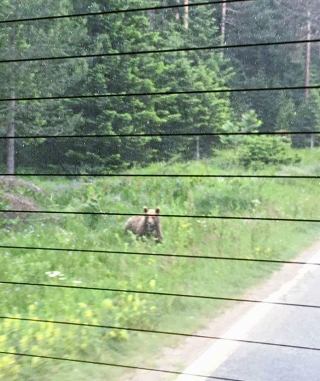 AÇ KALAN AYILAR YOLA İNDİ