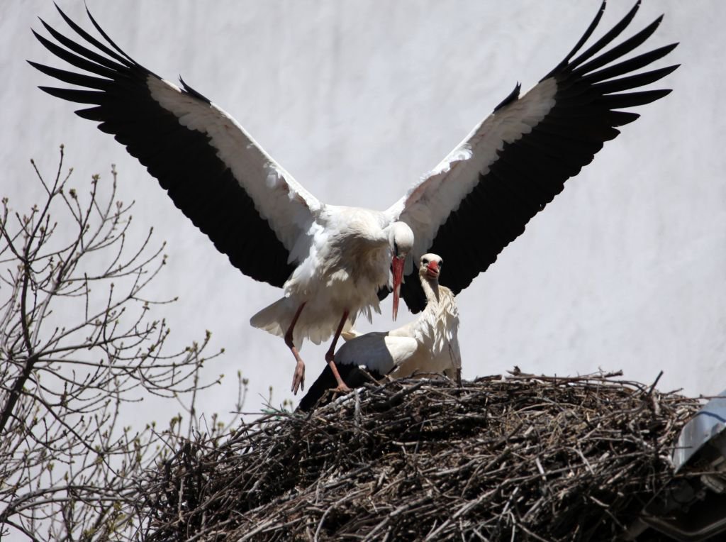 BAHARIN MÜJDECİLERİ GELDİ...